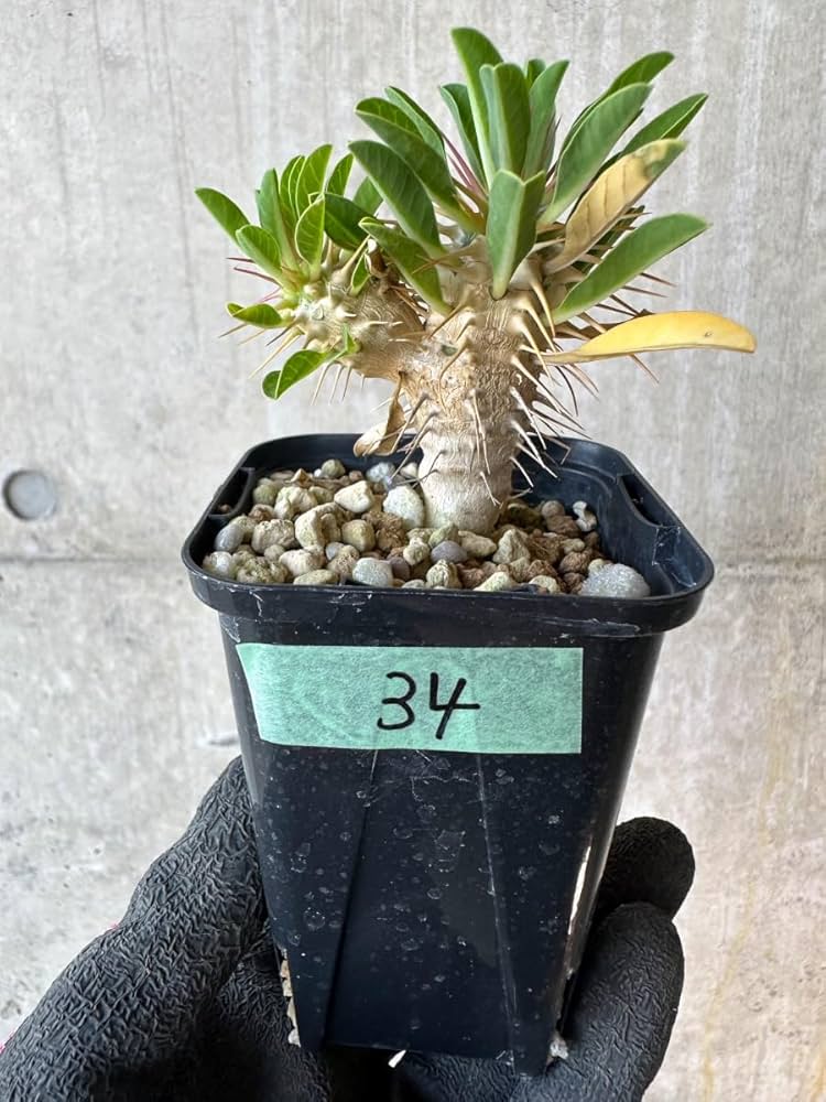 Amazon｜【現品限り】ユーフォルビア・ギラウミニアナ【G34